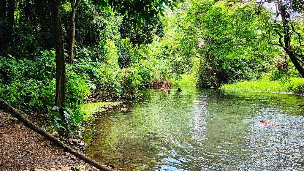 Clear river flowing through dense green forest with sunlight filtering through trees.

