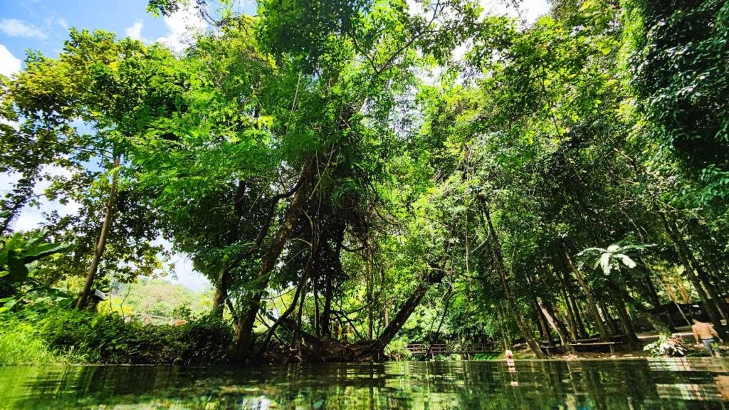 Clear water reflecting lush green trees in a dense tropical forest under bright sunlight

