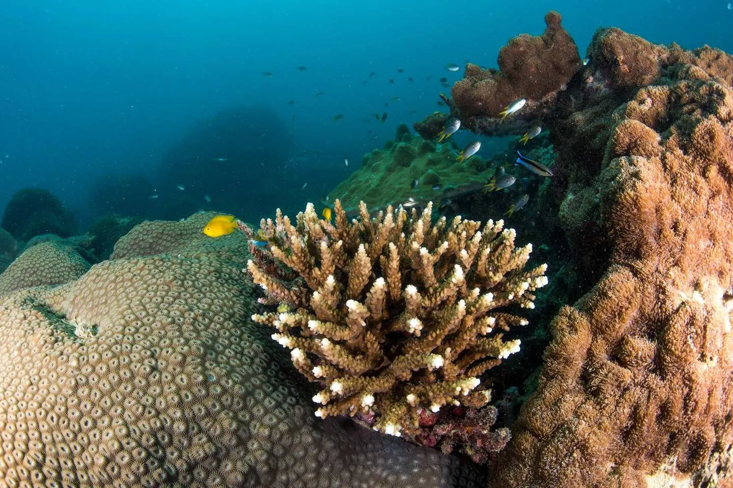 Coral reef with diverse corals and small tropical fish underwater in clear blue ocean

