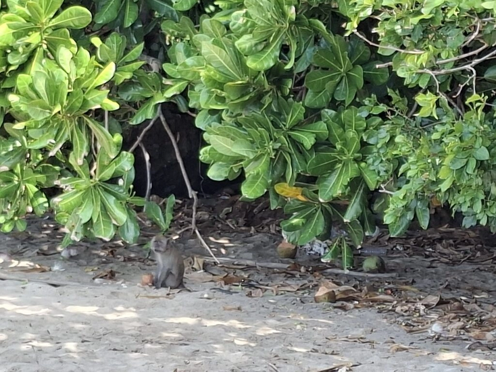 Kleine aap zit op het zand onder groene struiken, omringd door droog blad.